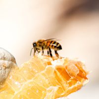 abeja-polinizando